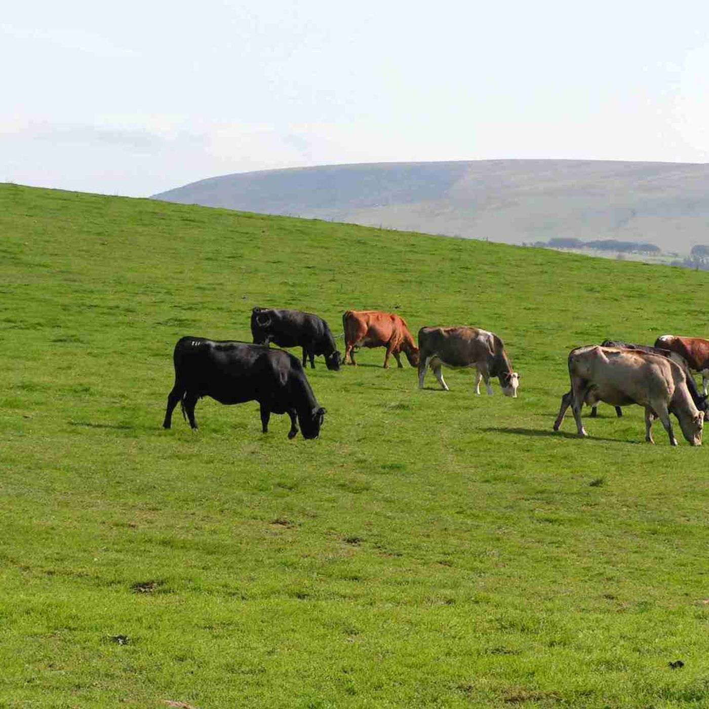 13: Looking at suckler cow nutrition with Alex Corbishley