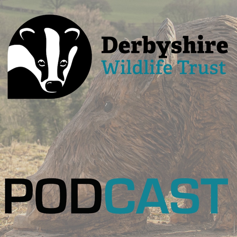 Artwork for podcast Derbyshire Wildlife Trust Podcast