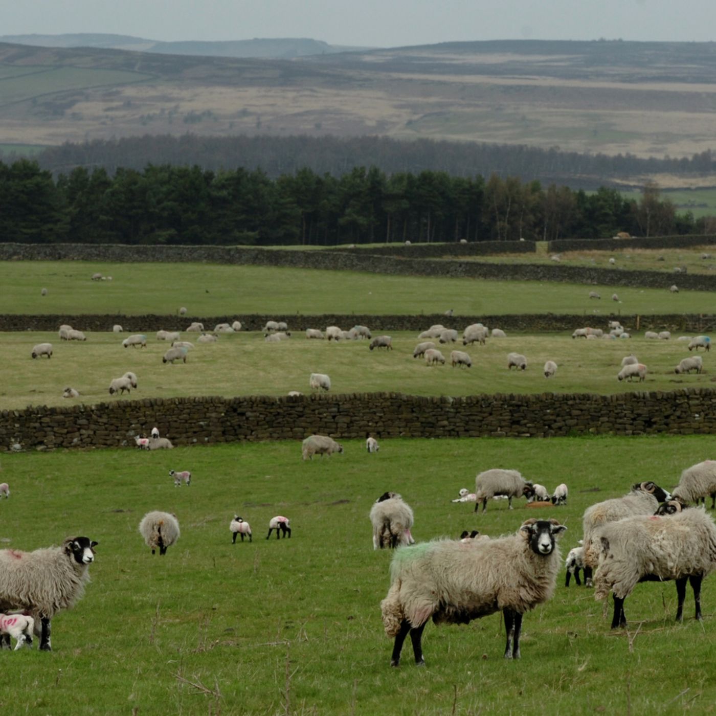 32: Ewe nutrition in mid to late pregnancy