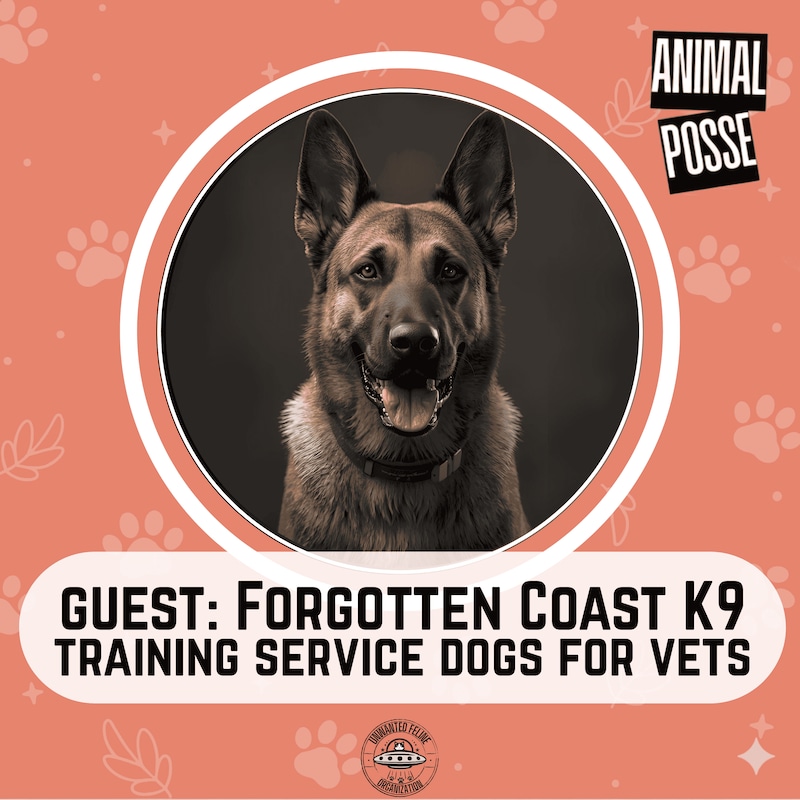 Artwork for podcast Animal Posse