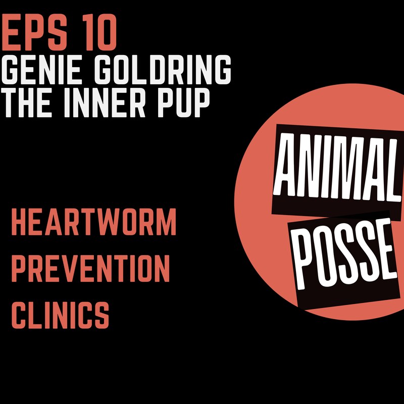 Artwork for podcast Animal Posse