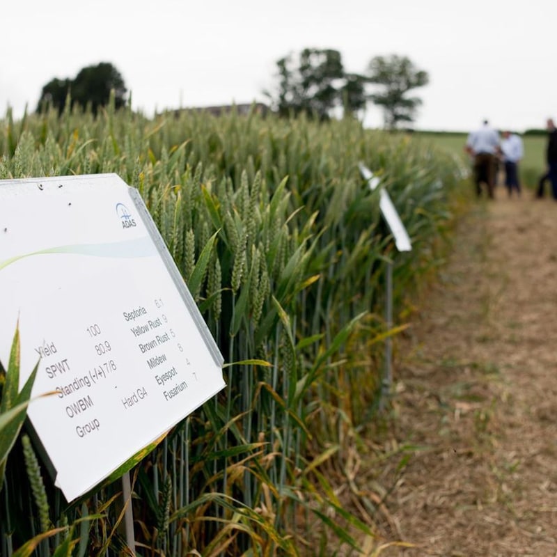 Artwork for podcast AHDB Food & Farming