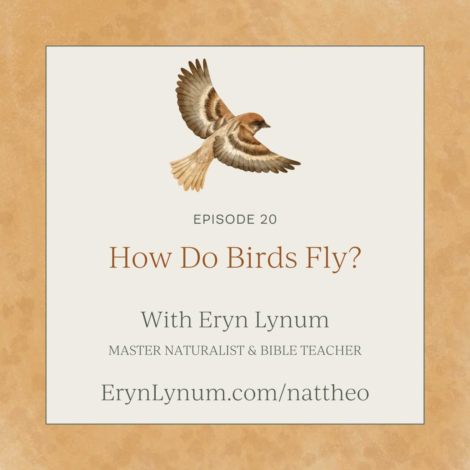 How Do Birds Fly? Episode 20