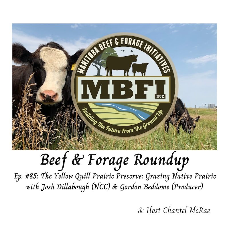 Artwork for podcast Beef and Forage Roundup