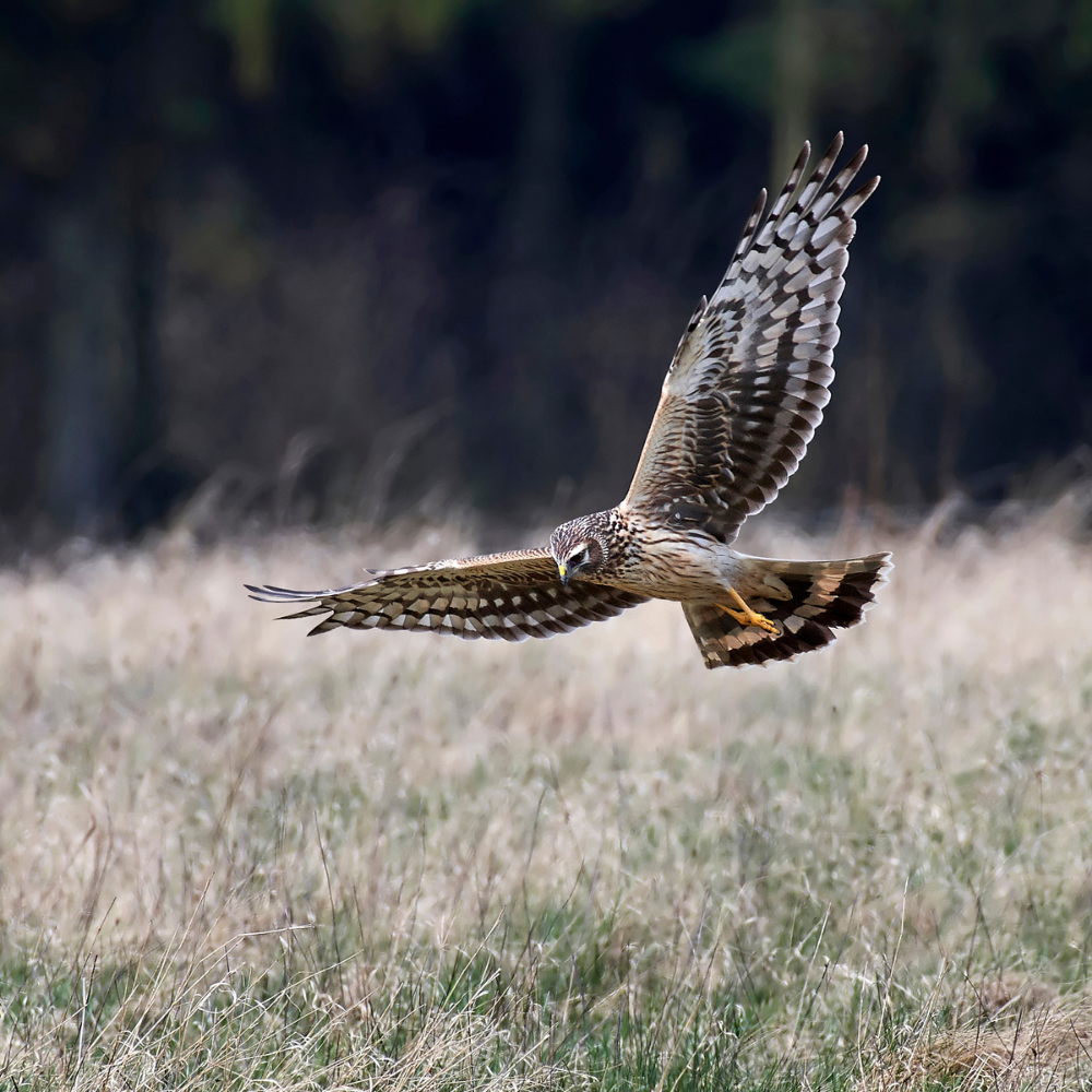 S1: Thrill of The Hill - Hen Harrier Management