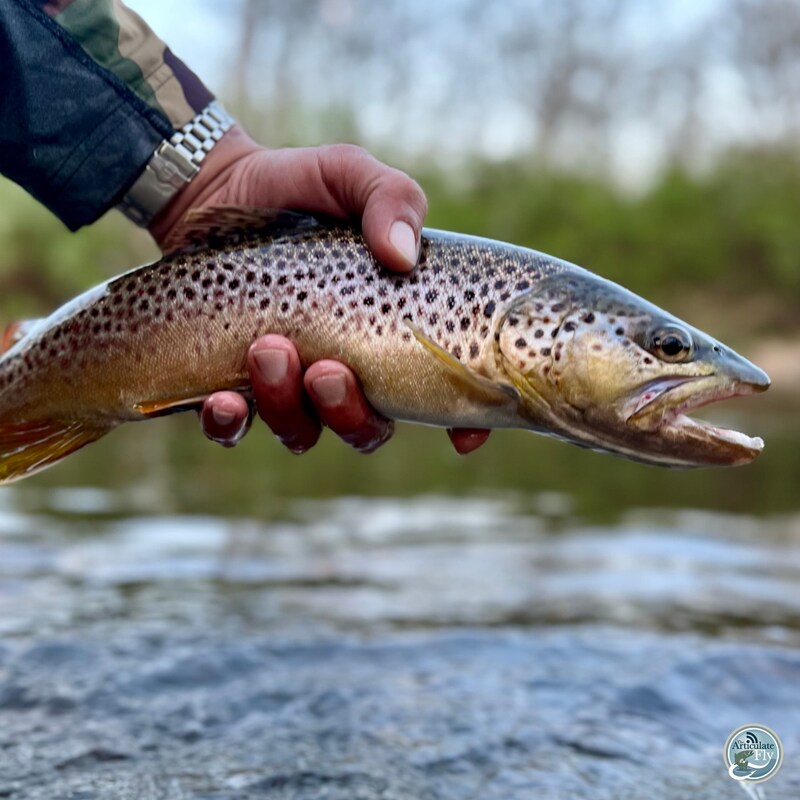 Artwork for podcast The Articulate Fly