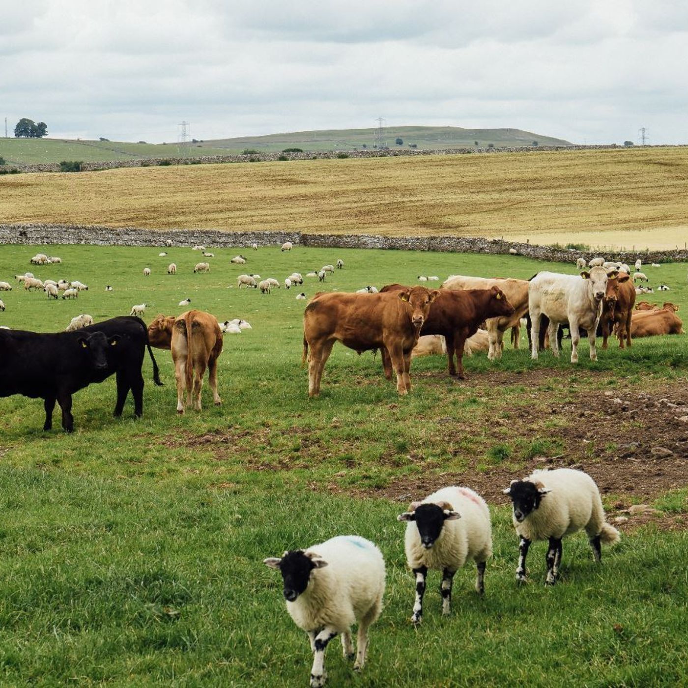 AHDB Food & Farming