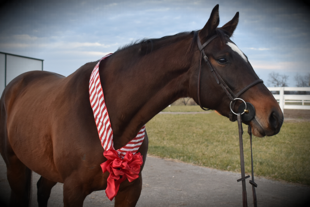 Retired Racehorse Radio