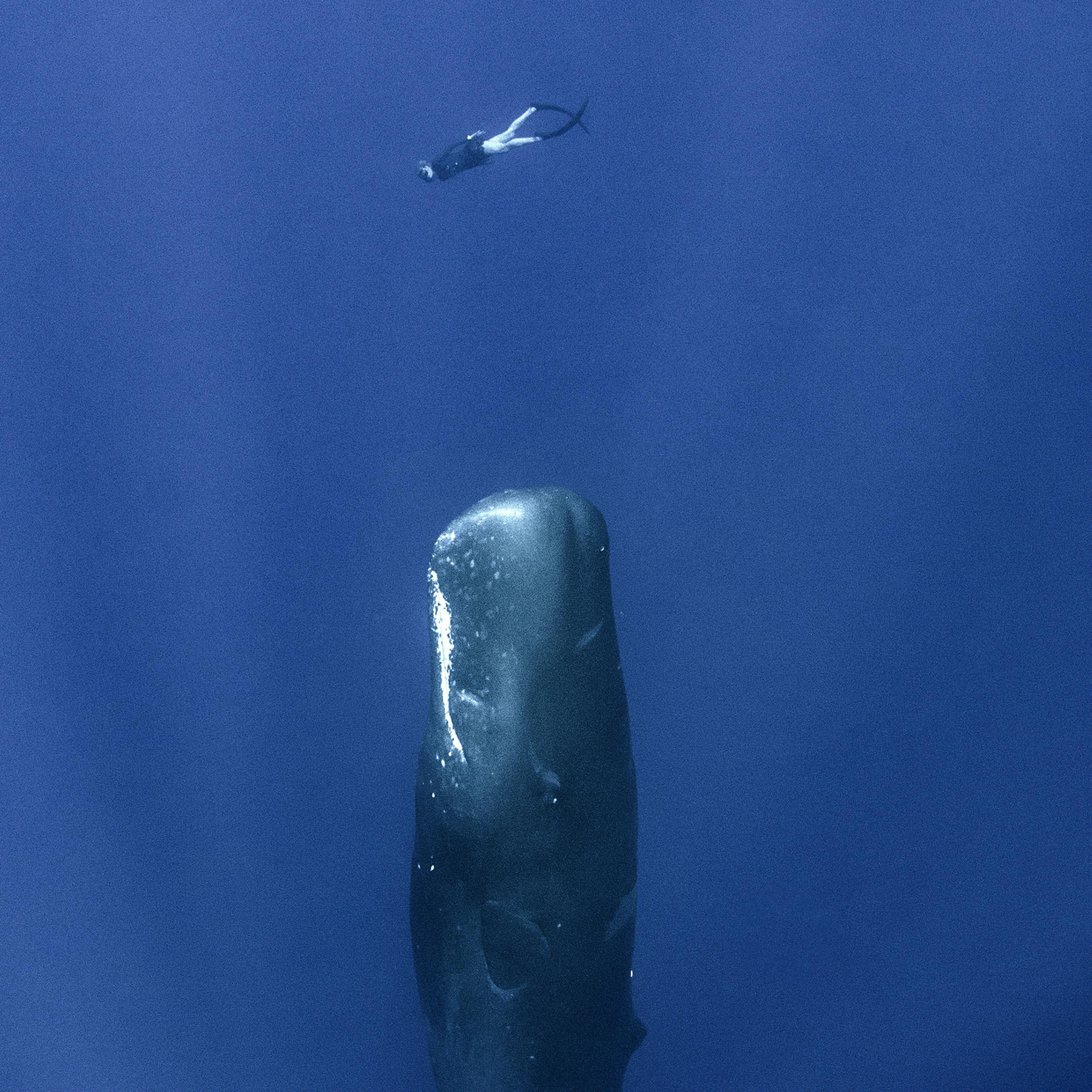 The Ethics of Listening to Whales – A Conversation with James Bridle, Rebecca Giggs, César Rodríguez-Garavito, and Emmanuel Vaughan-Lee