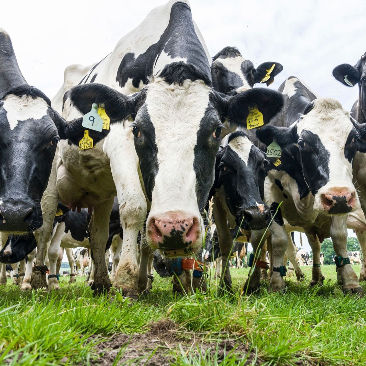 AHDB Food & Farming