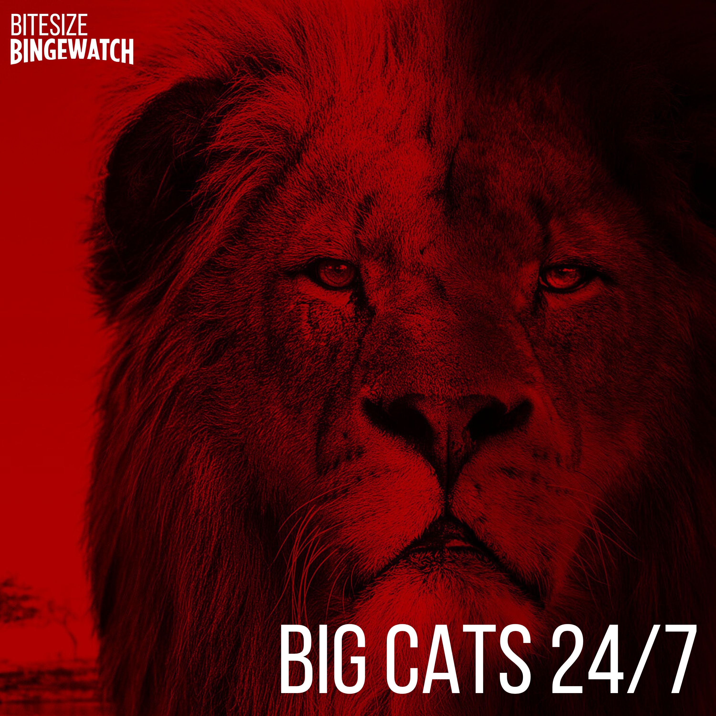 Big Cats 24/7 (Series 1, BBC iPlayer, 2024) episode artwork