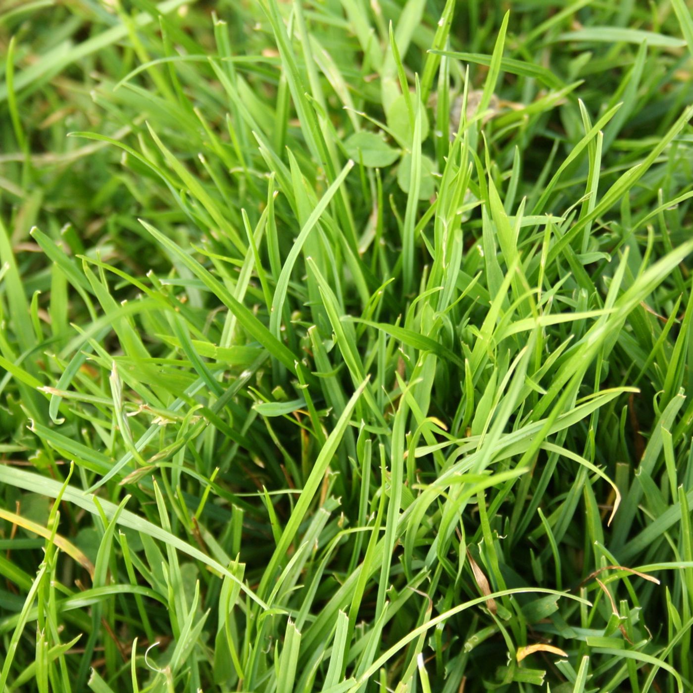 68: Grazing strategies: a chat with Cumbrian beef and lamb farmer, Paul Renison