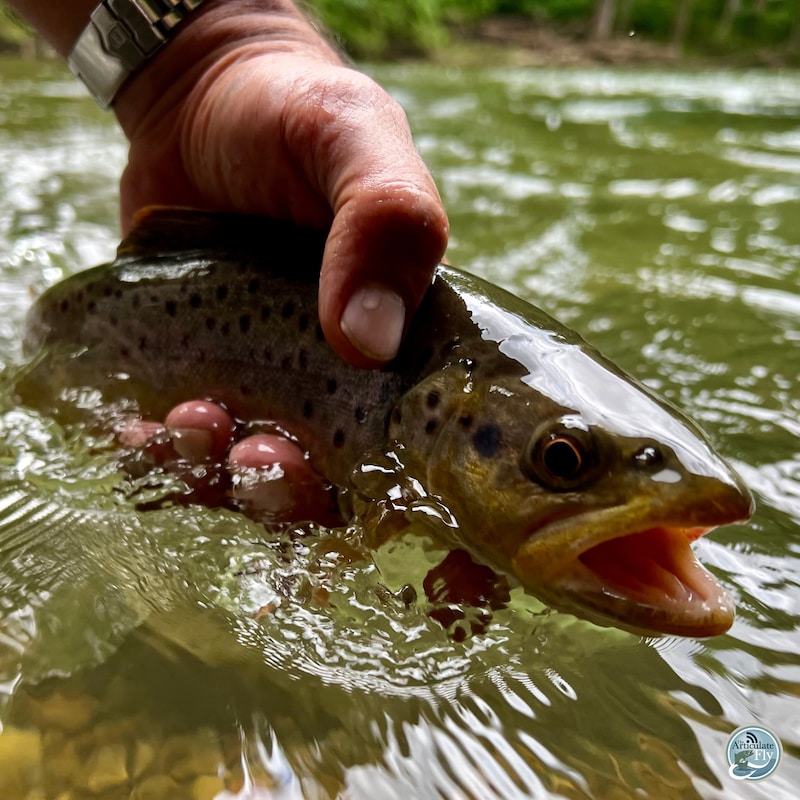 Artwork for podcast The Articulate Fly