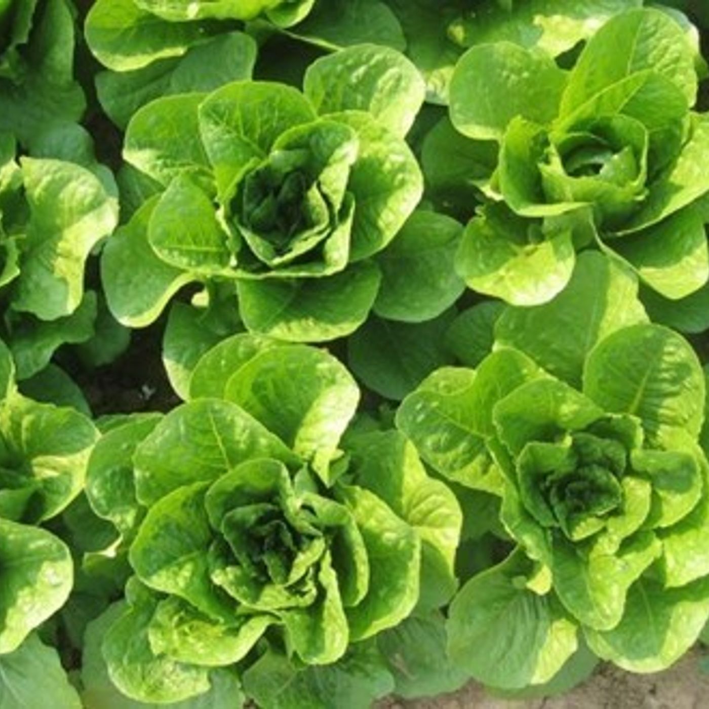AHDB Food & Farming