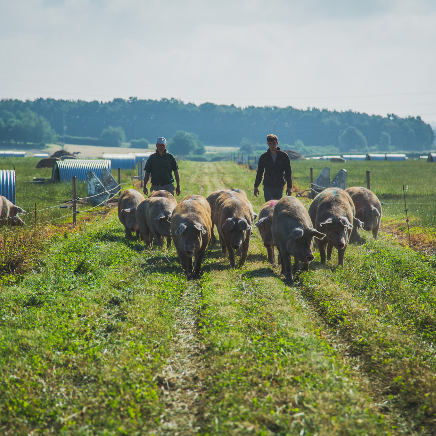 426: Water regulations for outdoor pig production
