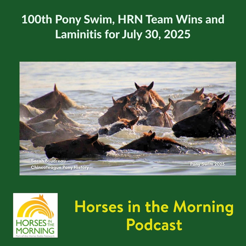 Artwork for podcast HORSES IN THE MORNING