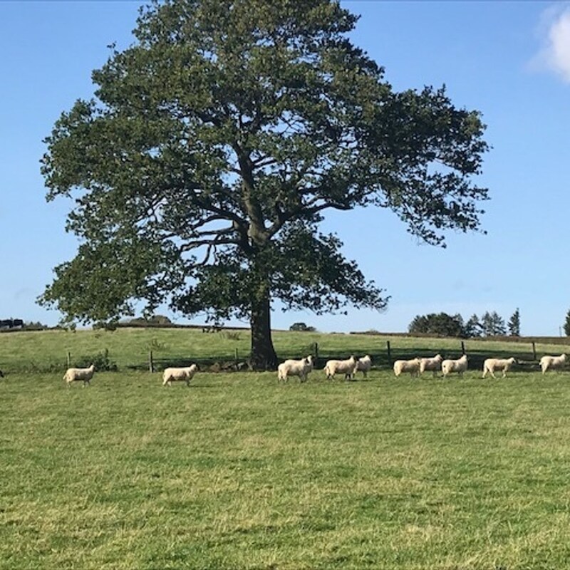 Artwork for podcast AHDB Food & Farming