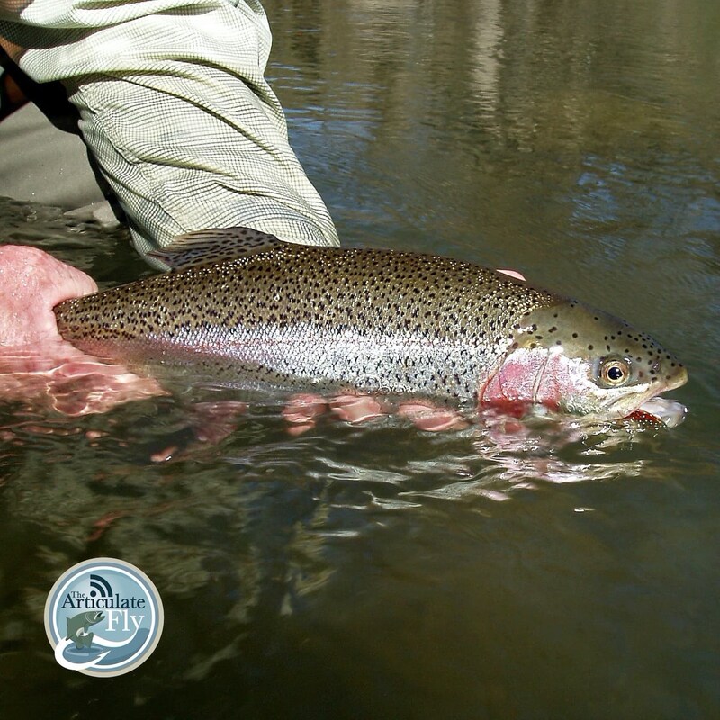 Artwork for podcast The Articulate Fly