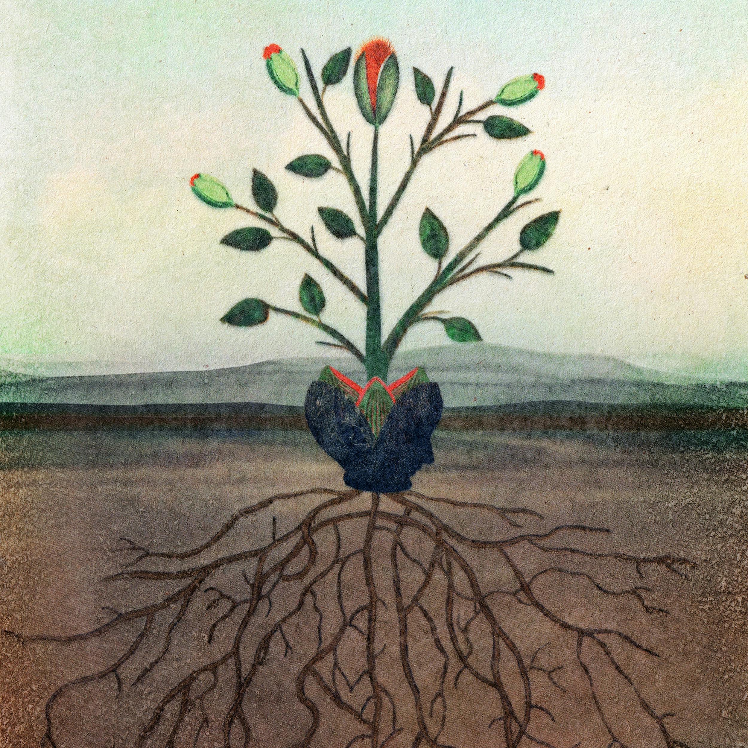 Encountering Trees — an Emergence Magazine Practice