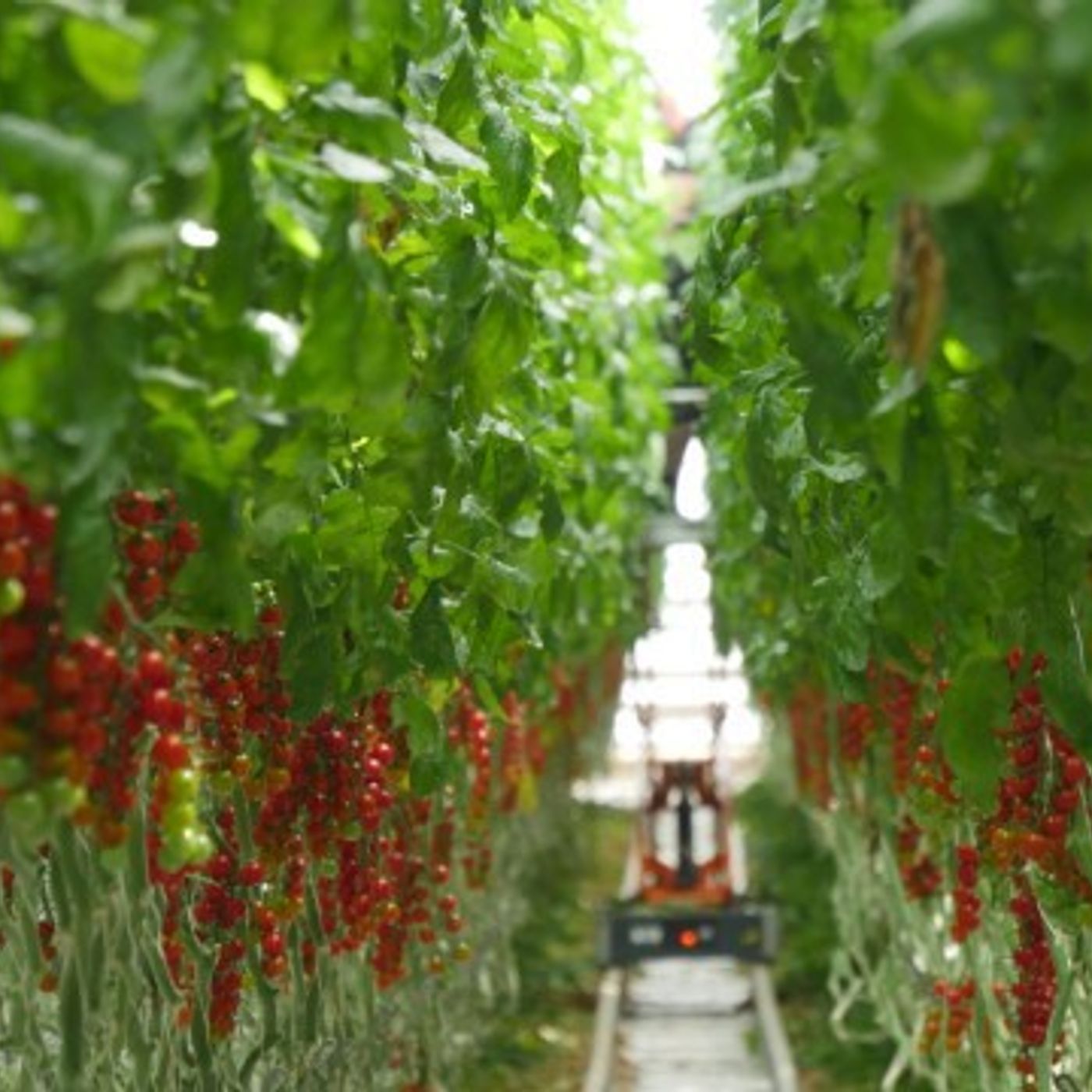 2: Productivity: why farmers and growers should be concerned