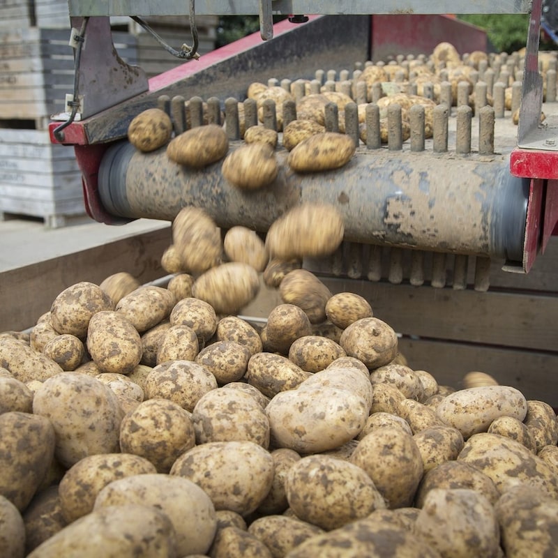 Artwork for podcast AHDB Food & Farming