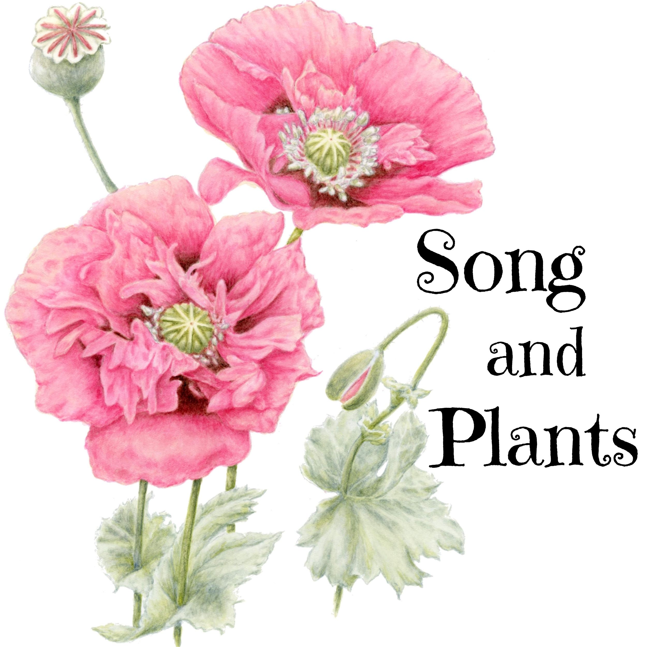 Artwork for podcast Song and Plants