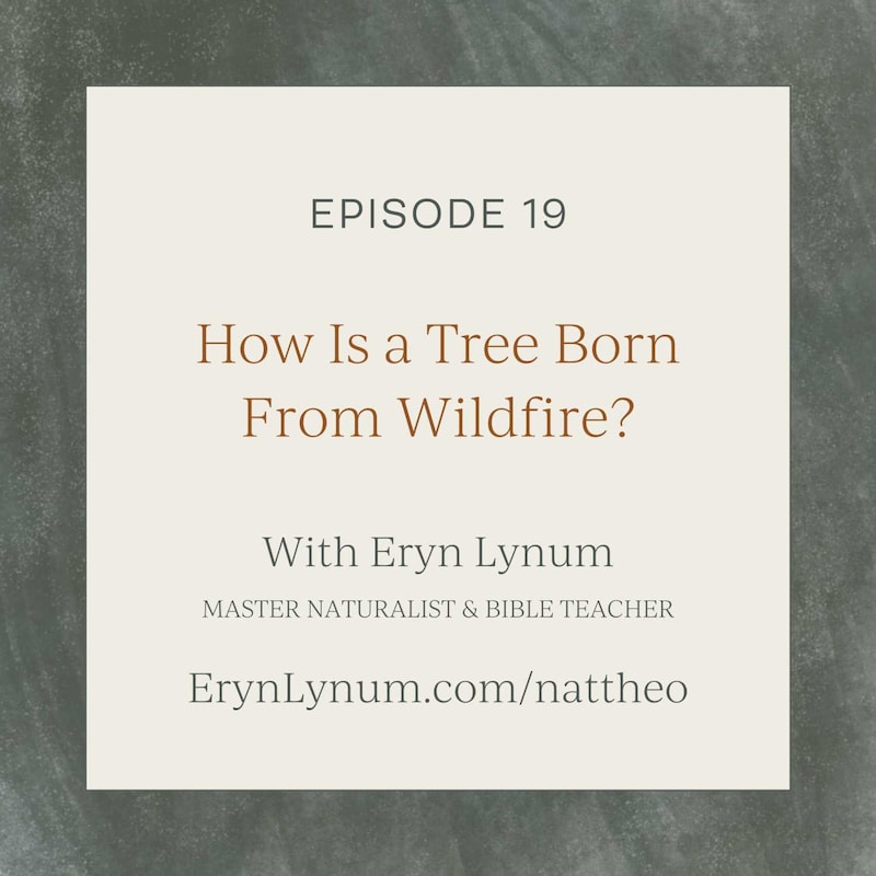 Artwork for podcast Nat Theo Nature Lessons Rooted in the Bible