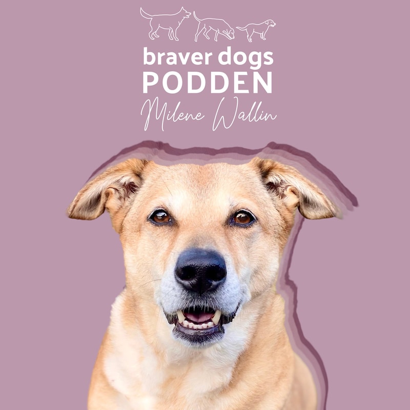 Artwork for podcast Braver Dogs Podden