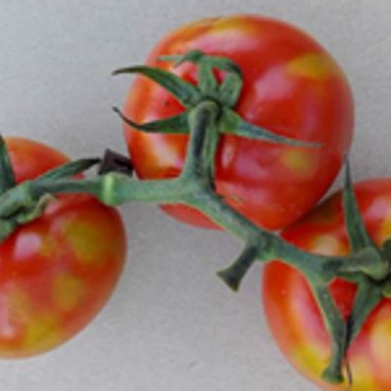 Artwork for podcast AHDB Food & Farming