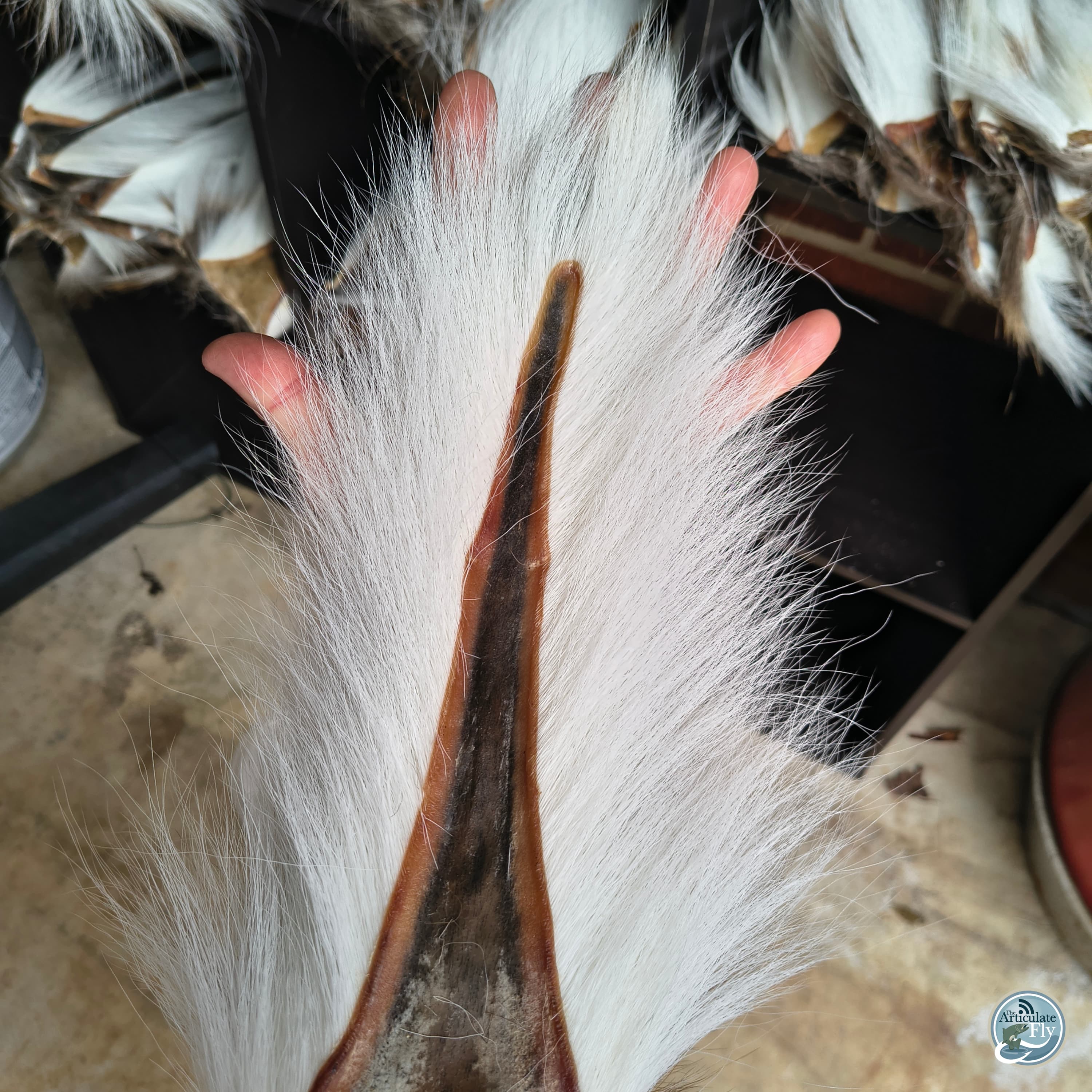 S8, Ep 5: Frosty Mornings and Musky Pursuits: January Fishing Insights with Ellis Ward