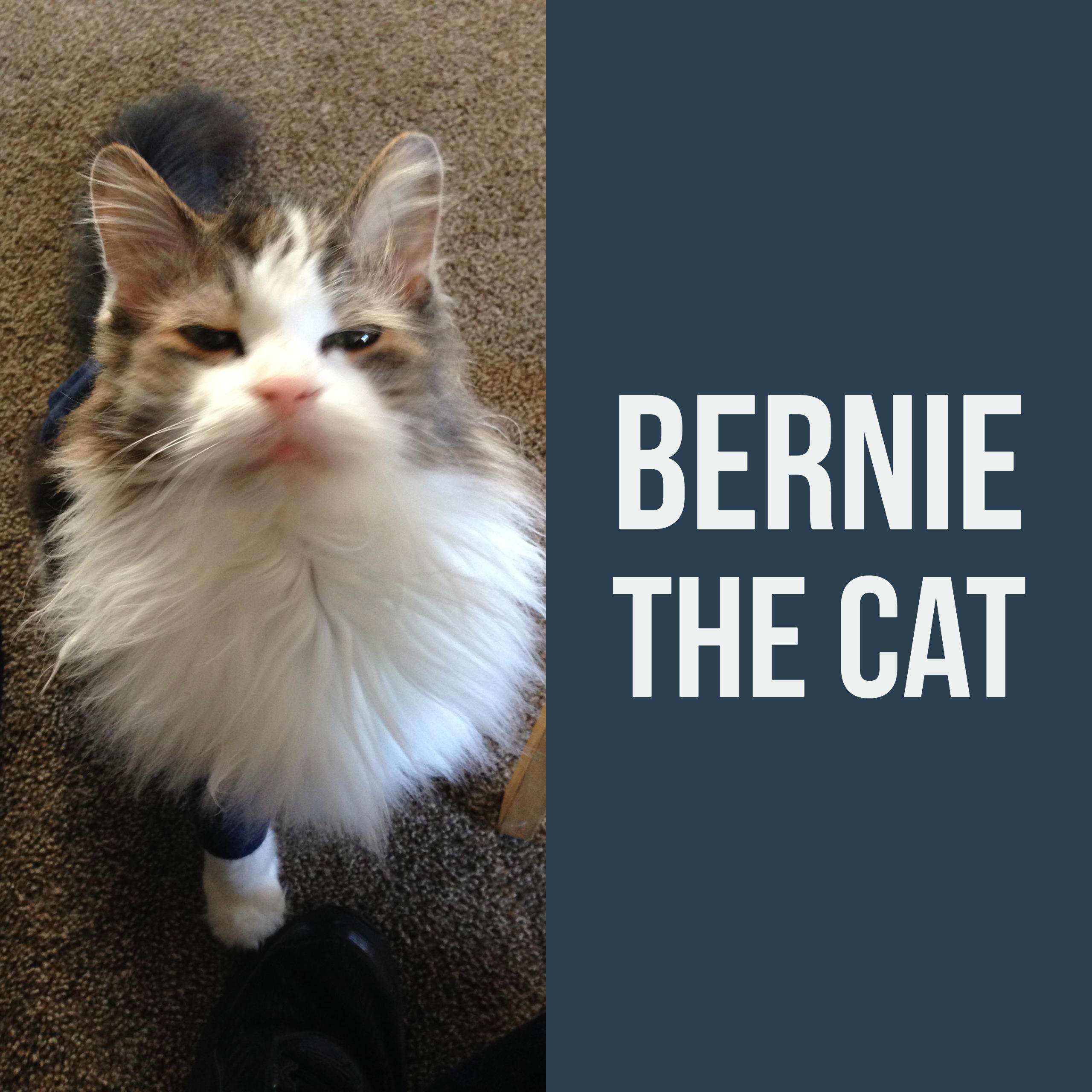 Show artwork for Bernie The Cat