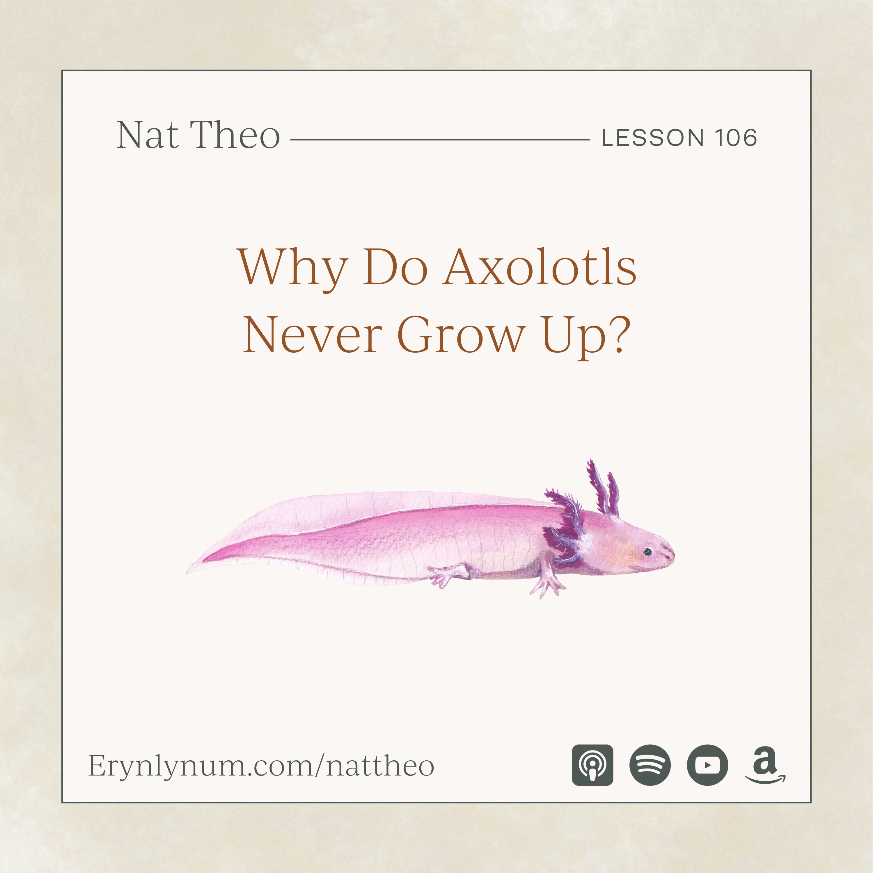 Why Do Axolotls Never Grow Up? Lesson 106