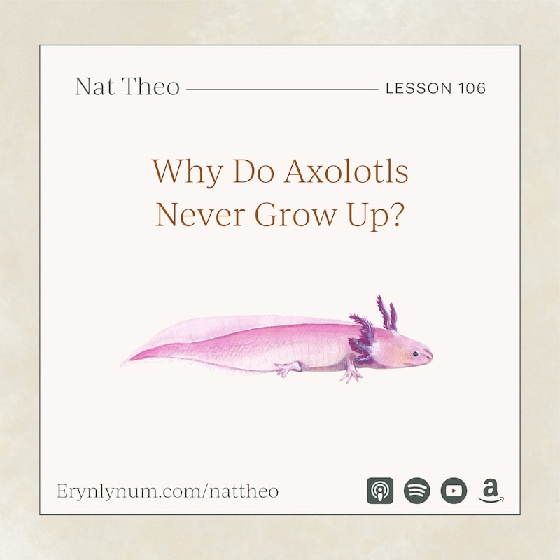 Artwork for podcast Nat Theo Nature Lessons Rooted in the Bible