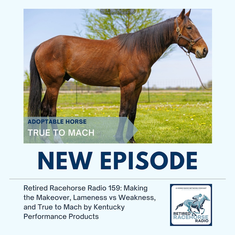Artwork for podcast Retired Racehorse Radio