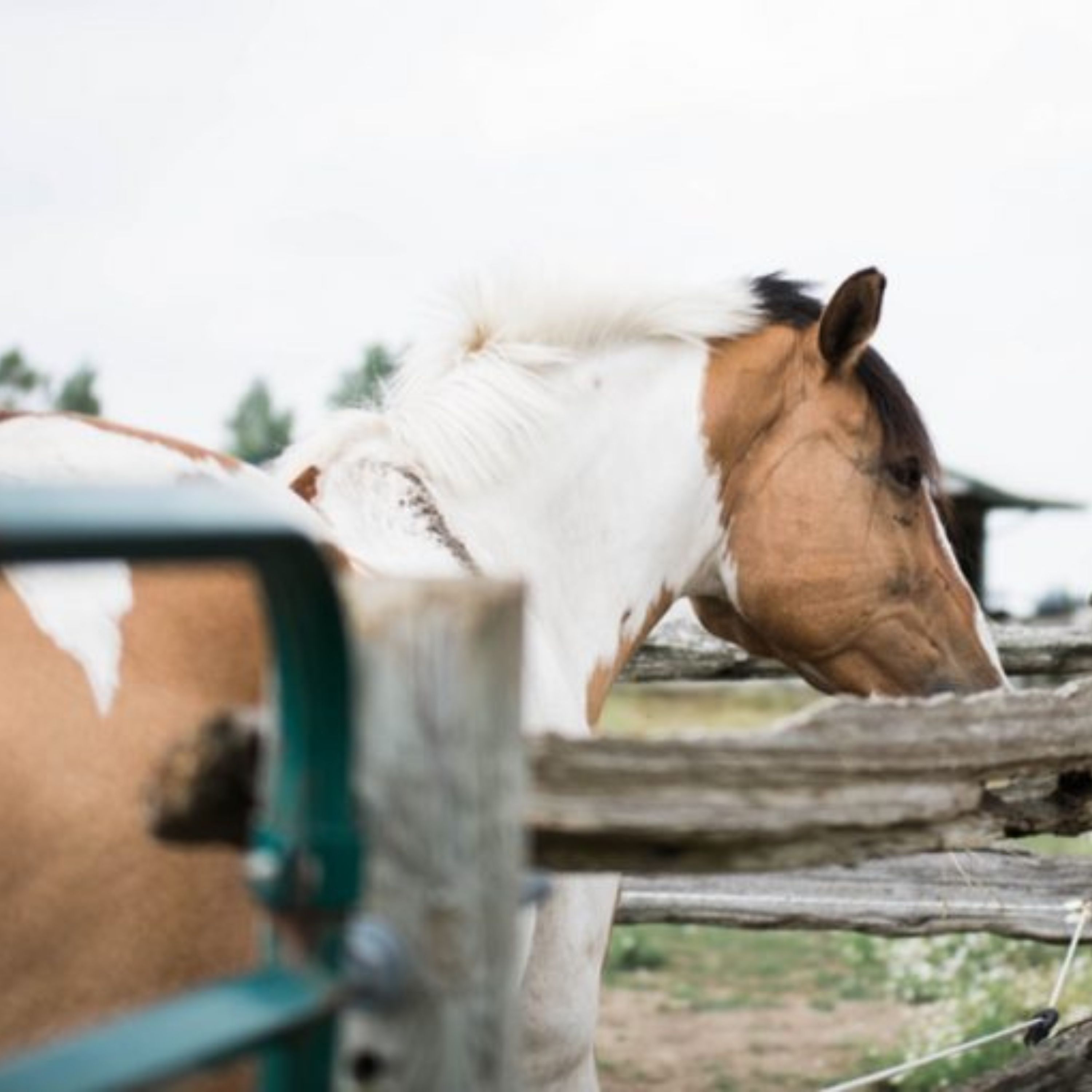 Heels Down Happy Hour 146 - How Do We Make Horse Sport Better?