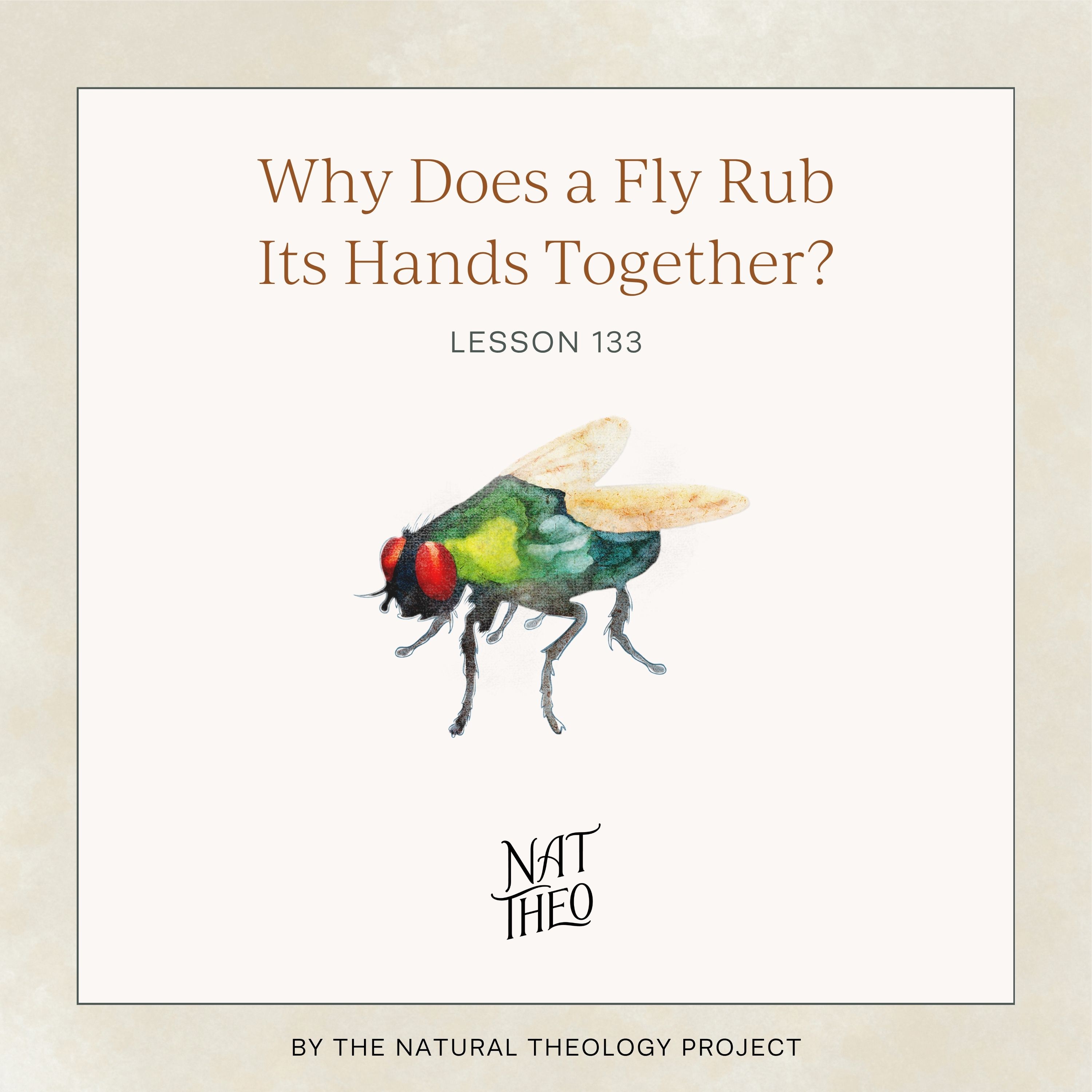 Why Does a Fly Rub Its Hands Together? Lesson 133 episode artwork