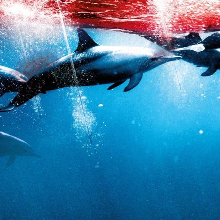 CONNECTION: Guarding the Voiceless with Peter Heller