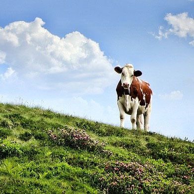Scotland\'s Farm Advisory Service Podcast