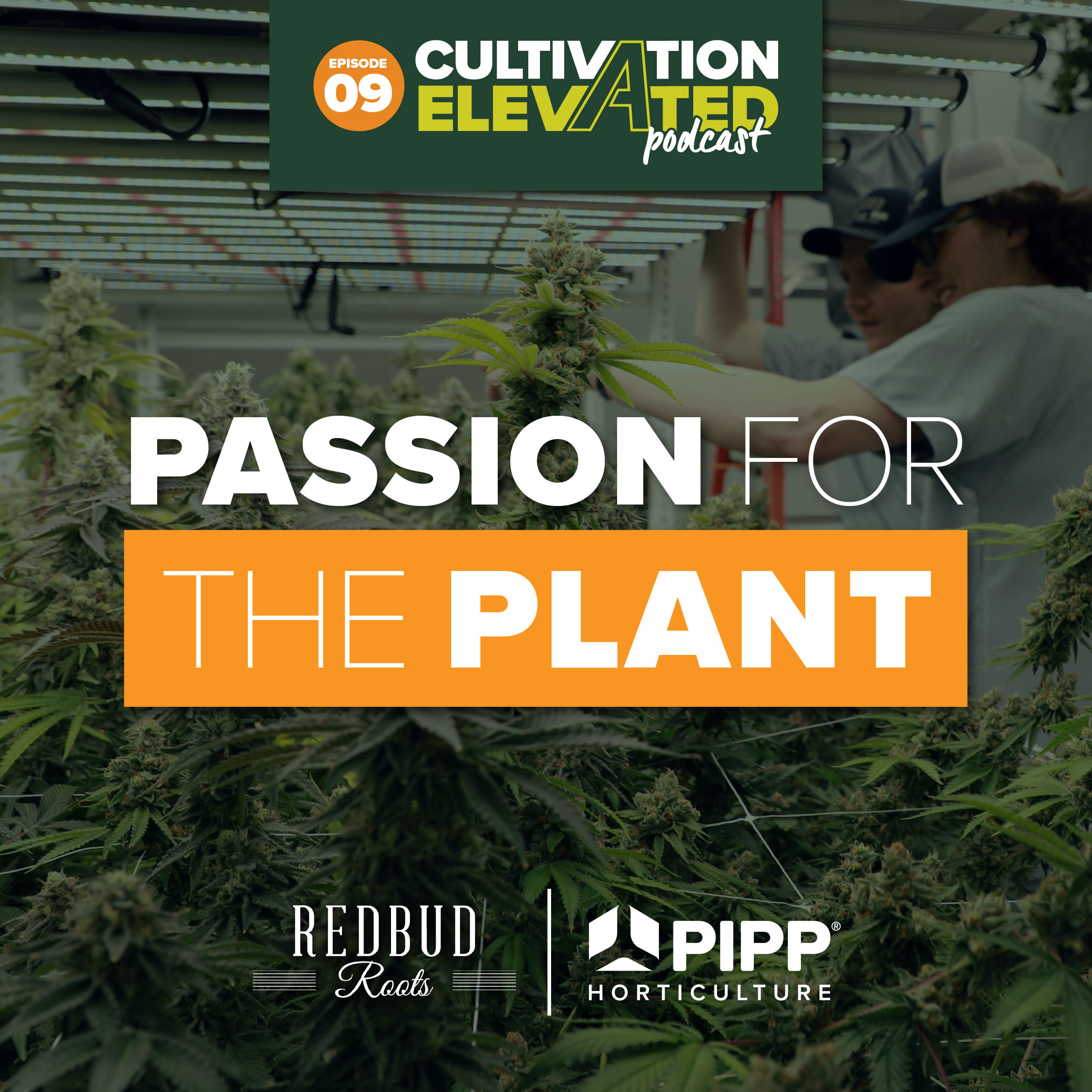 Cultivation Elevated - Indoor Farming, Cannabis Growers & Cultivators - Pipp Horticulture