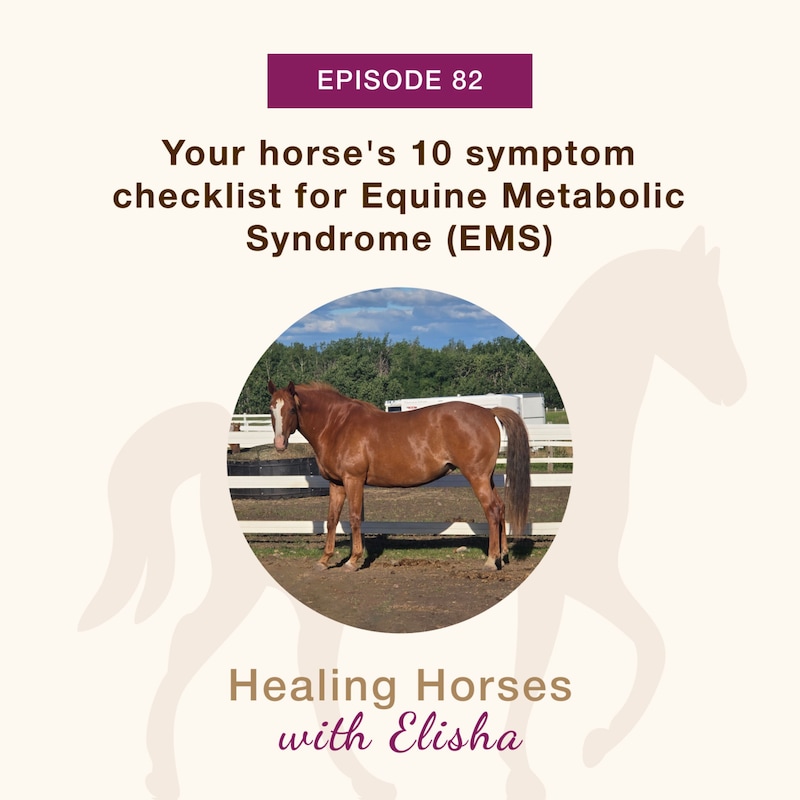 Artwork for podcast Healing Horses with Elisha