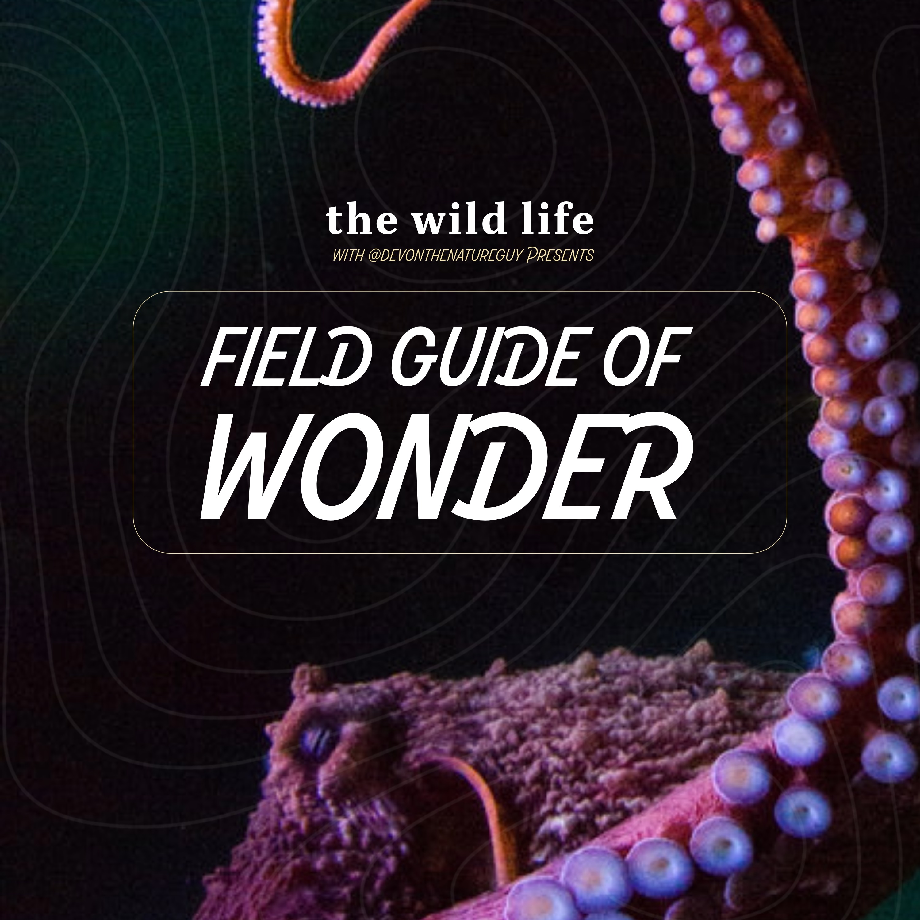 Artwork for Field Guide of Wonder