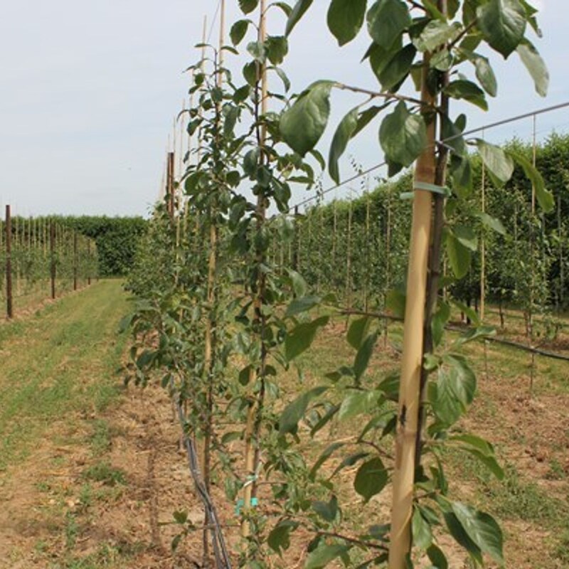 Artwork for podcast AHDB Food & Farming