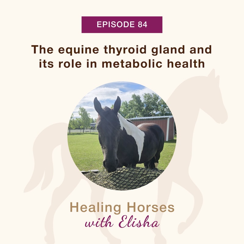 Artwork for podcast Healing Horses with Elisha