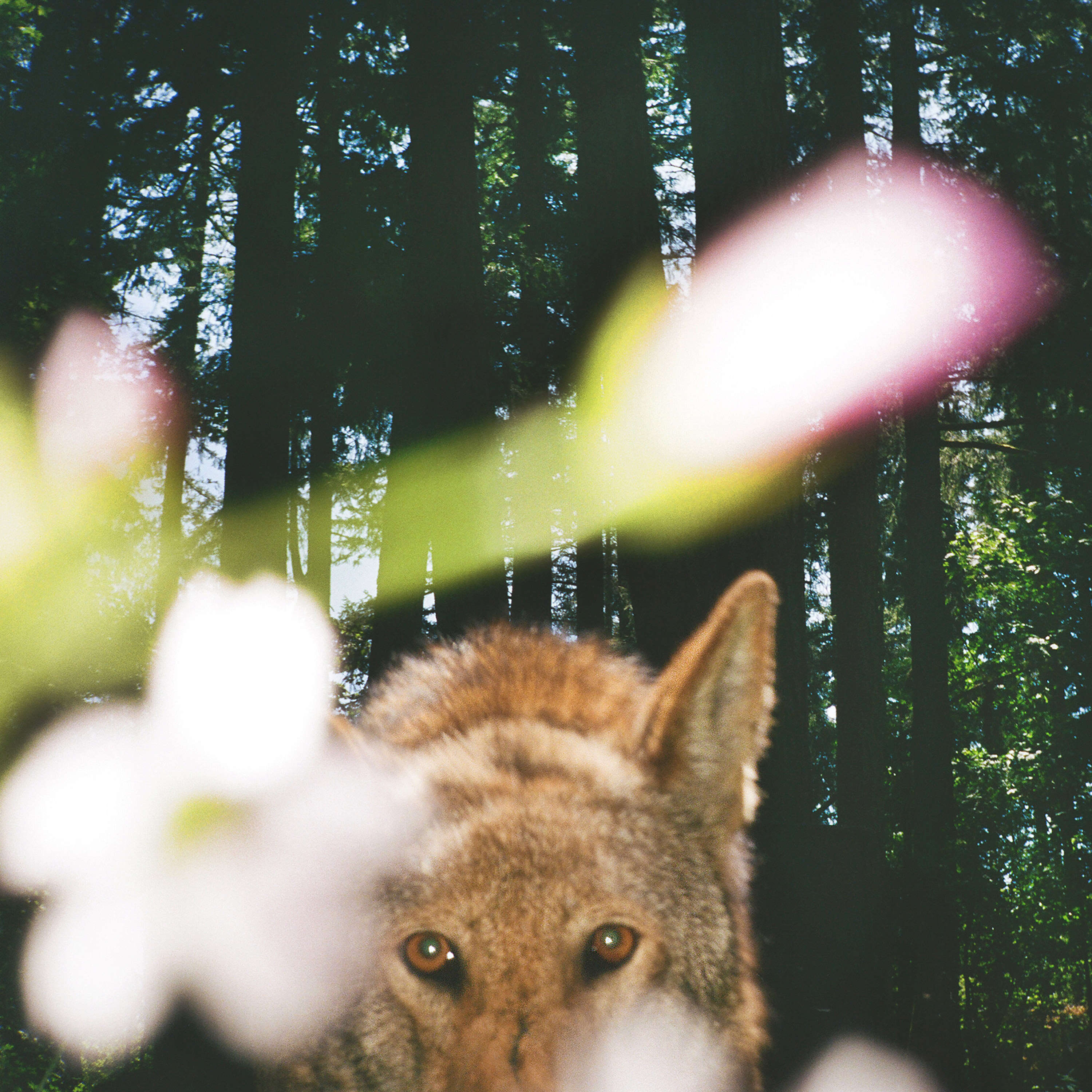 Animals in the Room – Melanie Challenger podcast