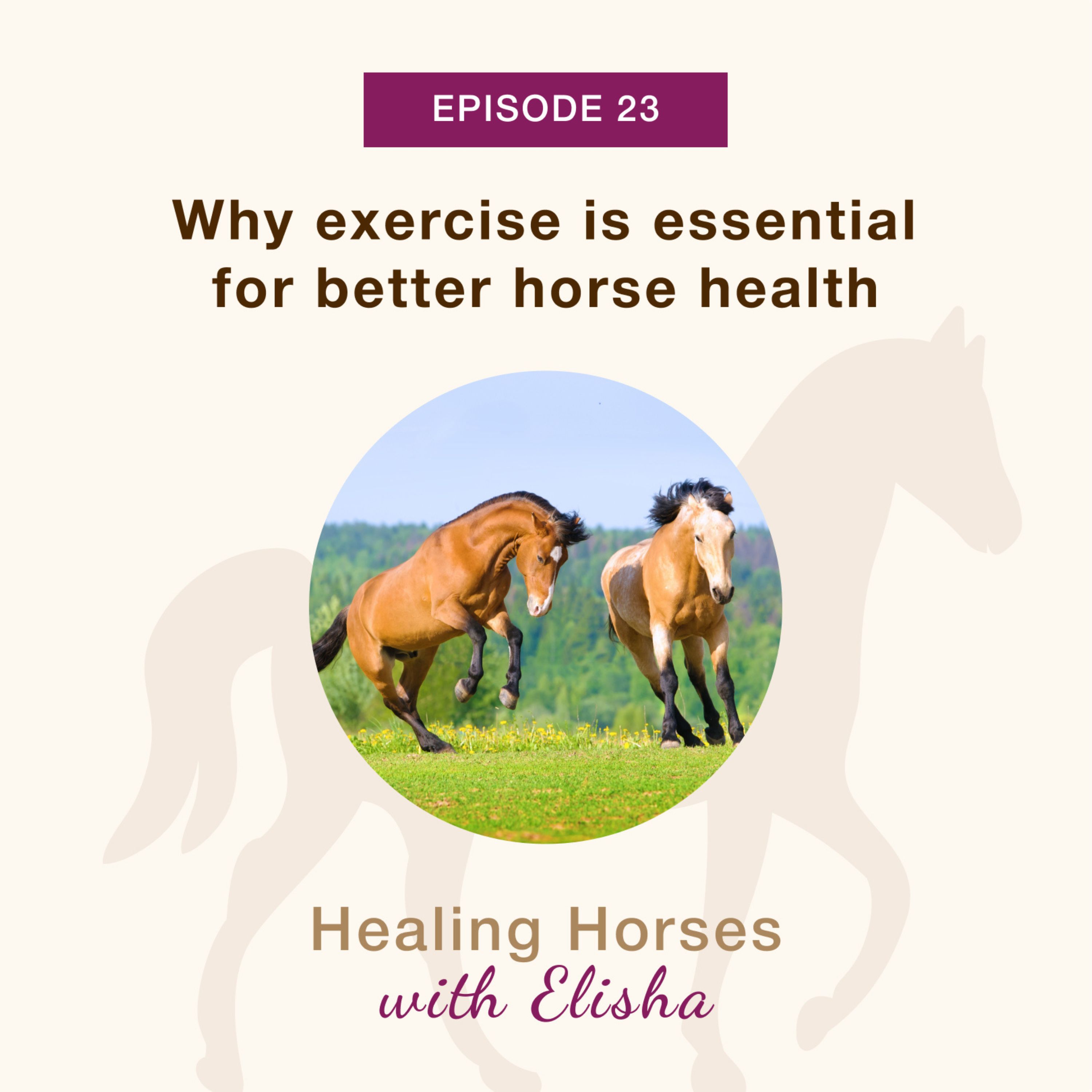 23: Why exercise is essential for better horse health