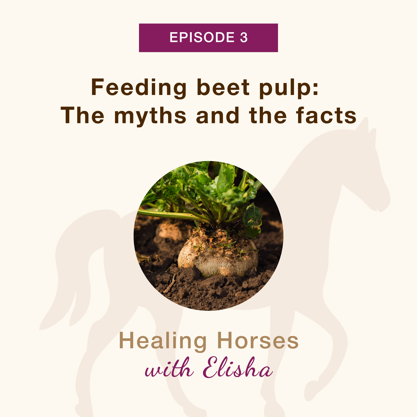 03: Feeding Horses Beet Pulp – the Myths and Facts