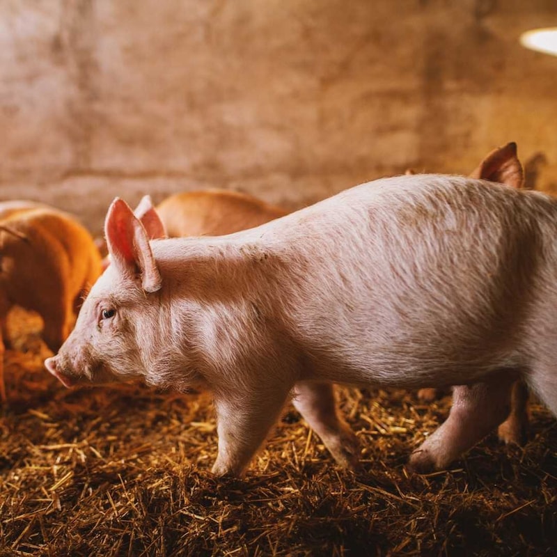 Artwork for podcast AHDB Food & Farming