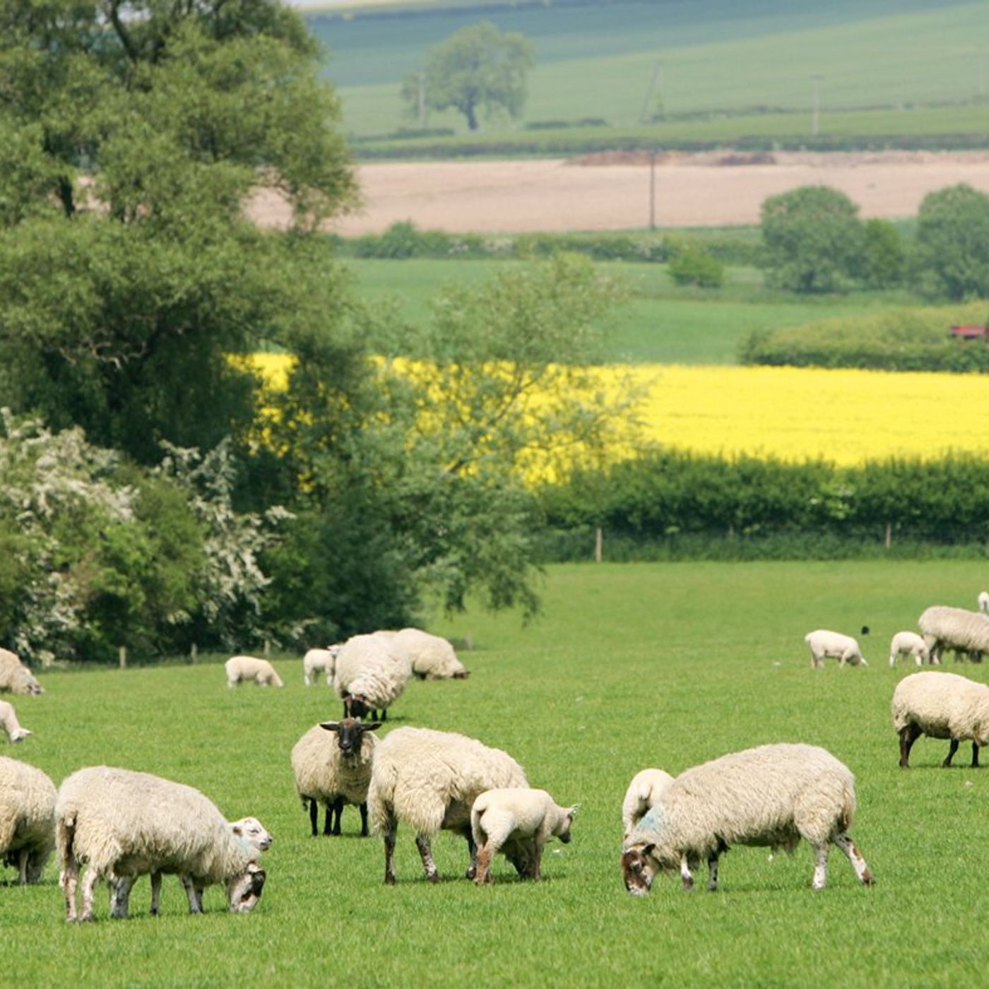 AHDB Food & Farming