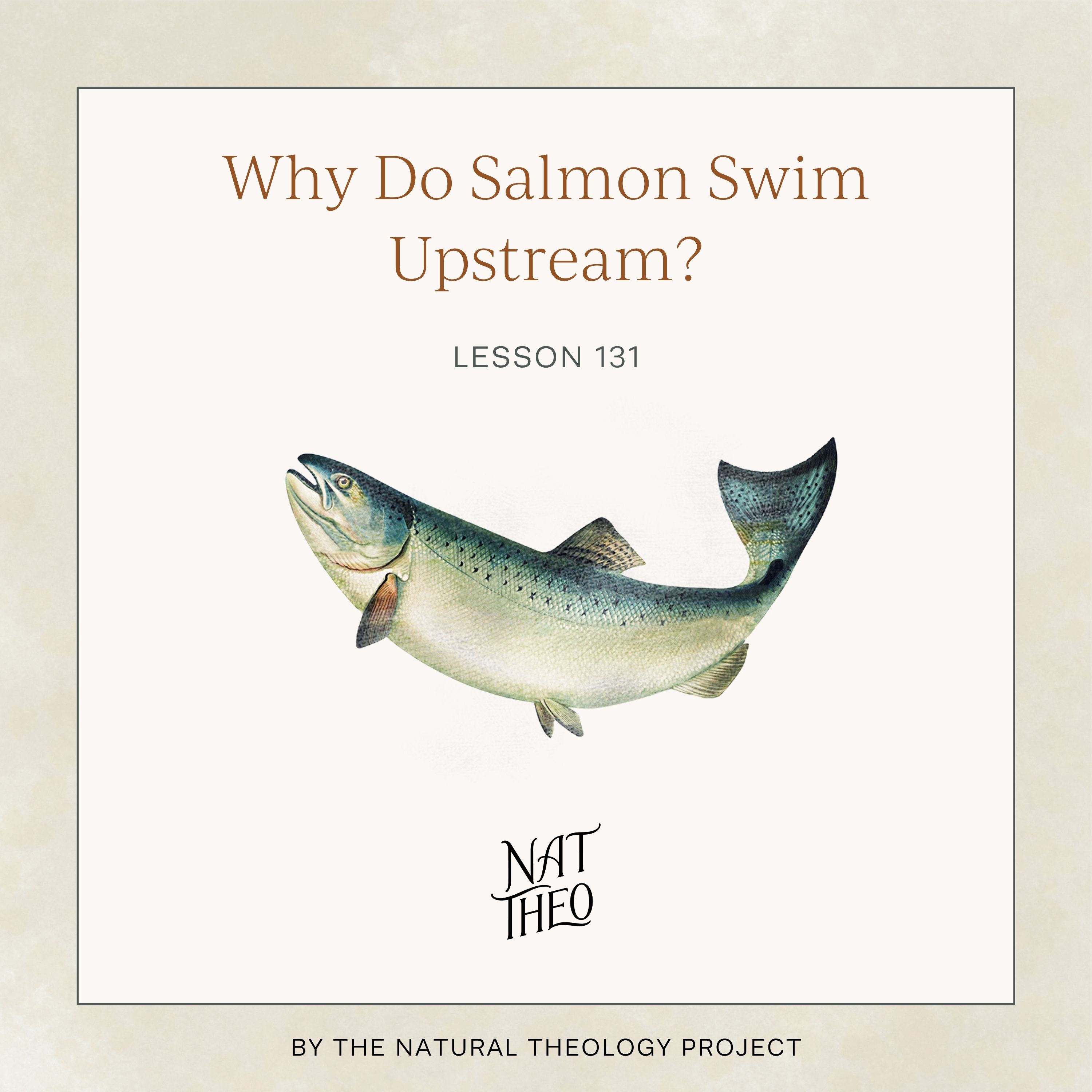 Why Do Salmon Swim Upstream? Lesson 131 episode artwork