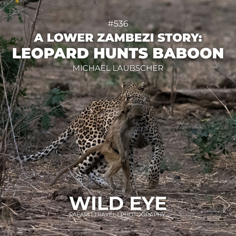 Artwork for podcast The Wild Eye Podcast